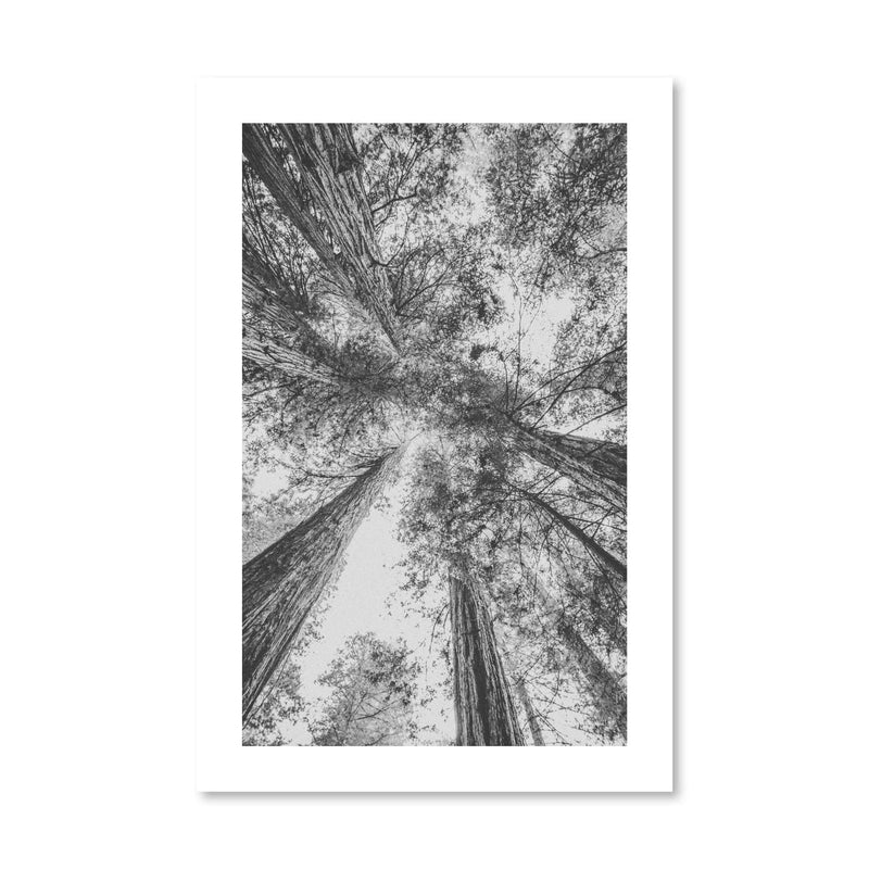 California Red Wood Print