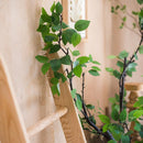 Camellia Green Leaf Stem