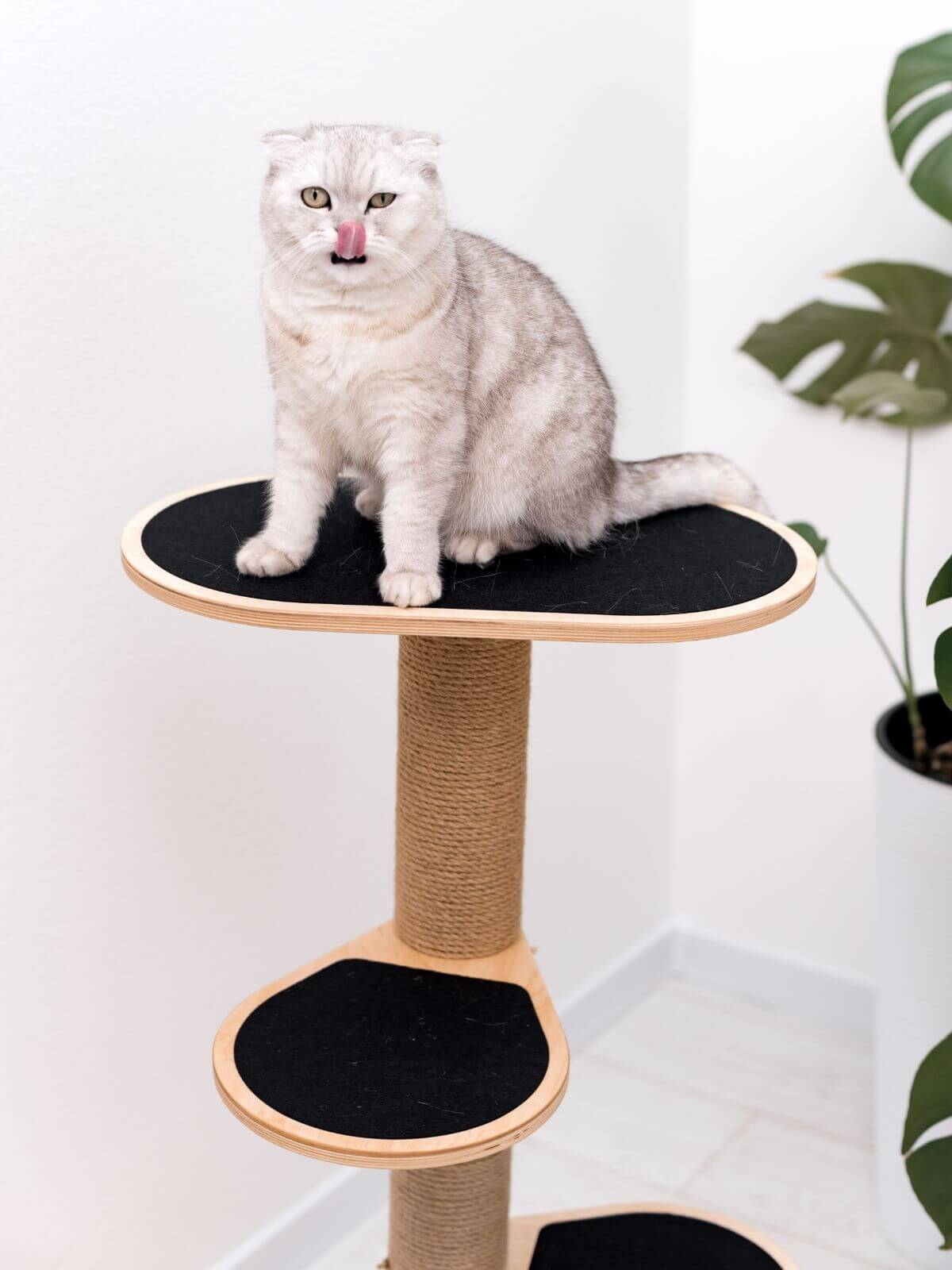 Cat Climbing Tower, photo 2 of 8