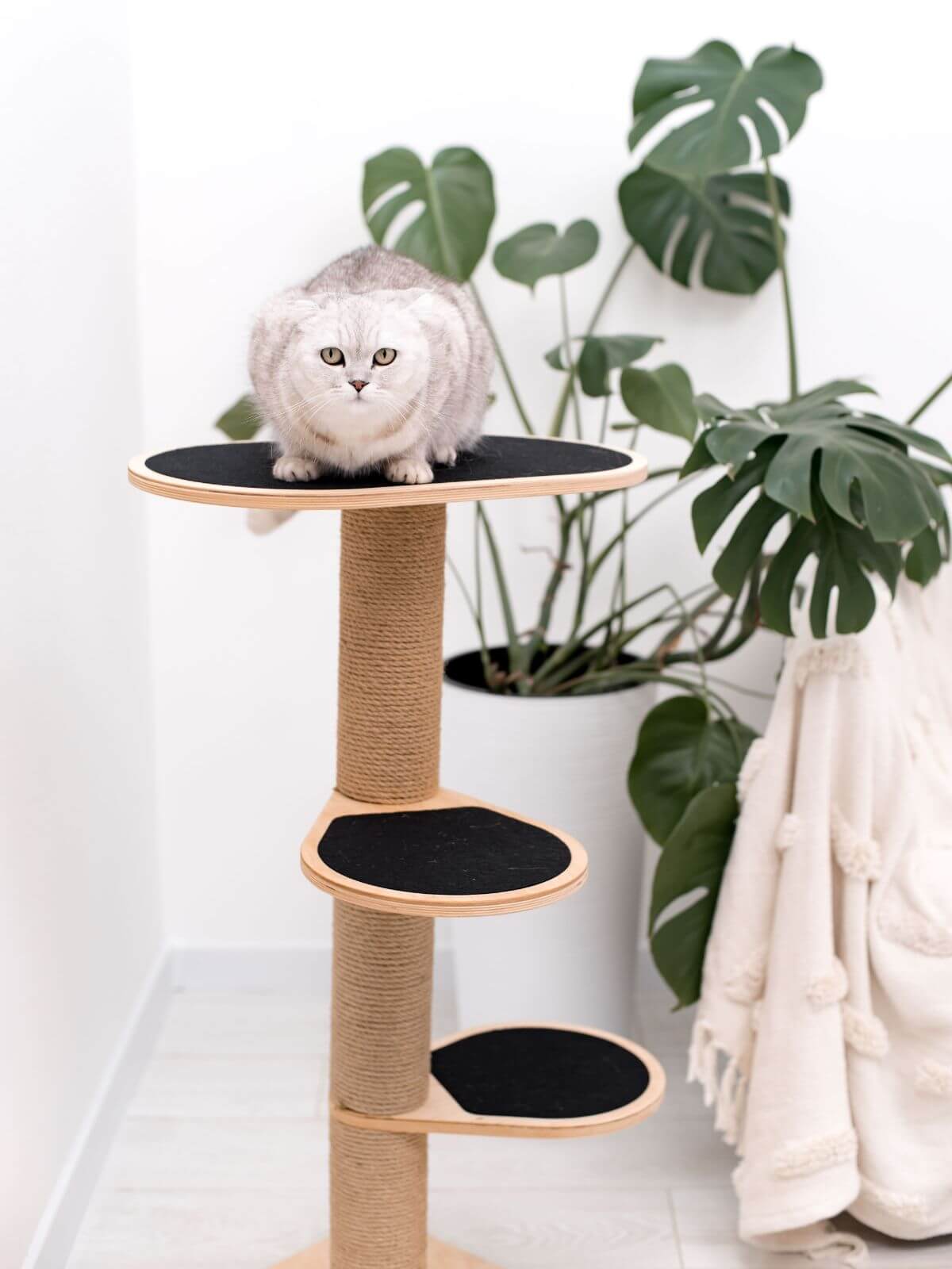 Cat Climbing Tower, photo 8 of 8