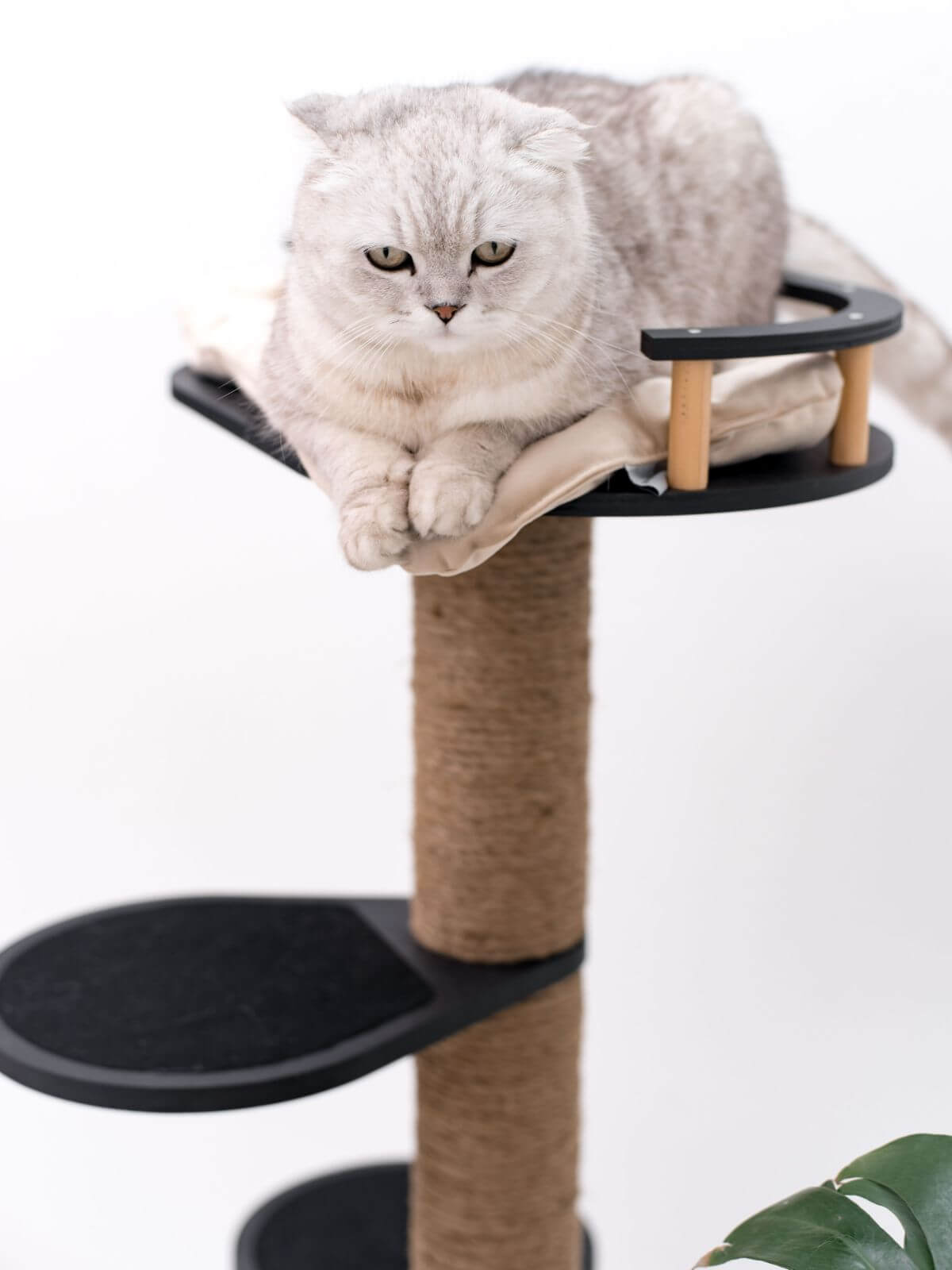 Small Cat Tree, photo 4 of 7