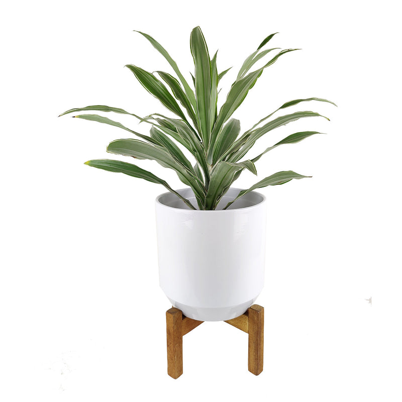 9.8 inch White Ceramic Pot with Wooden Stand