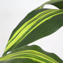 5' Artificial Dracaena Tree by HouseOfZazla