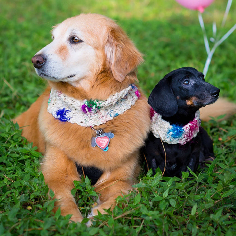 Celebration Canine Kit