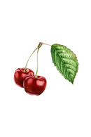 Cherry (Bitter Almond) Essential Oil