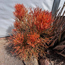 Euphorbia Tiricalli "Firesticks" by The Cactus Outlet