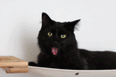 The Climb Condo - Cat Wall Climbing System