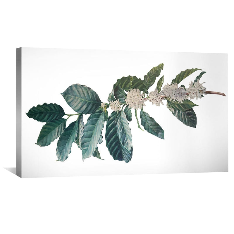 Coffee Leaves Canvas