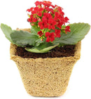 Coco Coir Seed Starter Germination Cups - 4 inches, 20 Pack by EnvelorHome