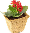 Coco Coir Seed Starter Germination Cups - 4 inches, 20 Pack by EnvelorHome