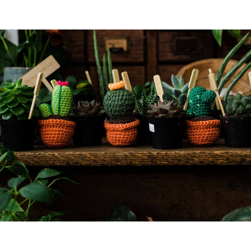 Colorful Cacti Amigurumi Kit 🎁 Special Bundle Deal