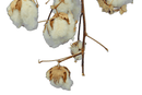 Cotton Stalk Natural Branch by Lee Display