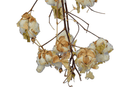 Cotton Stalk Natural Branch by Lee Display