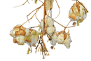 Cotton Stalk Natural Branch by Lee Display