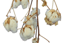 Cotton Stalk Natural Branch by Lee Display