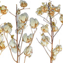 Cotton Stalk Natural Branch by Lee Display