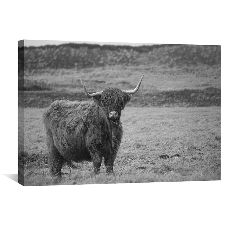 Cow in Field Canvas