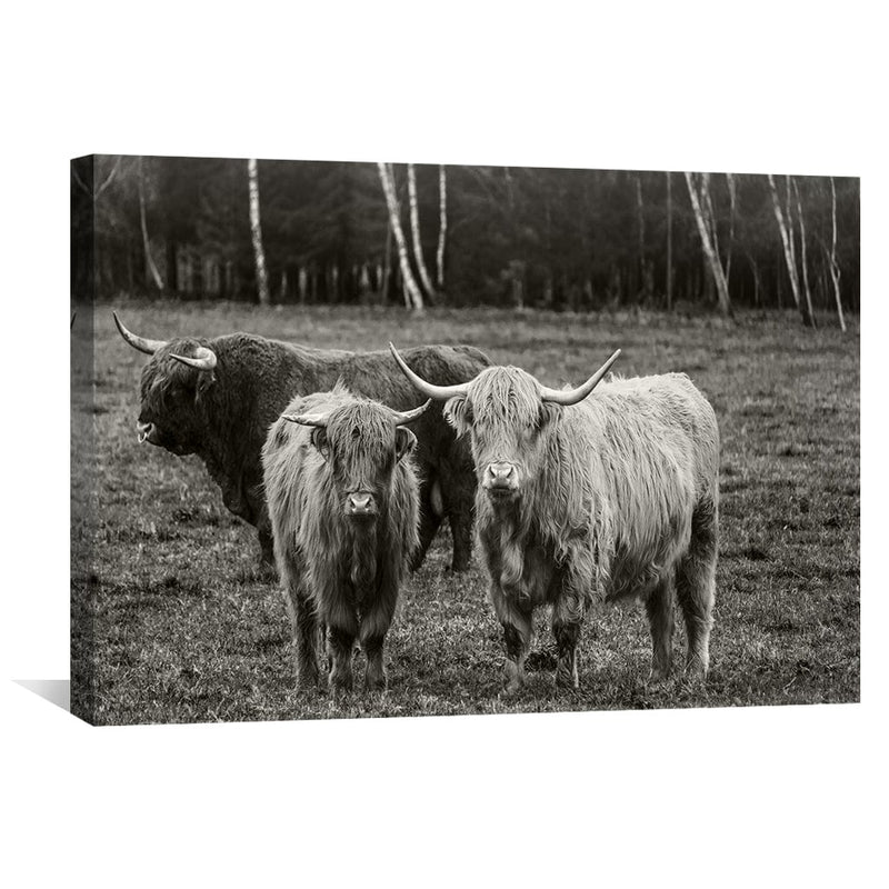 Curious Cows Canvas