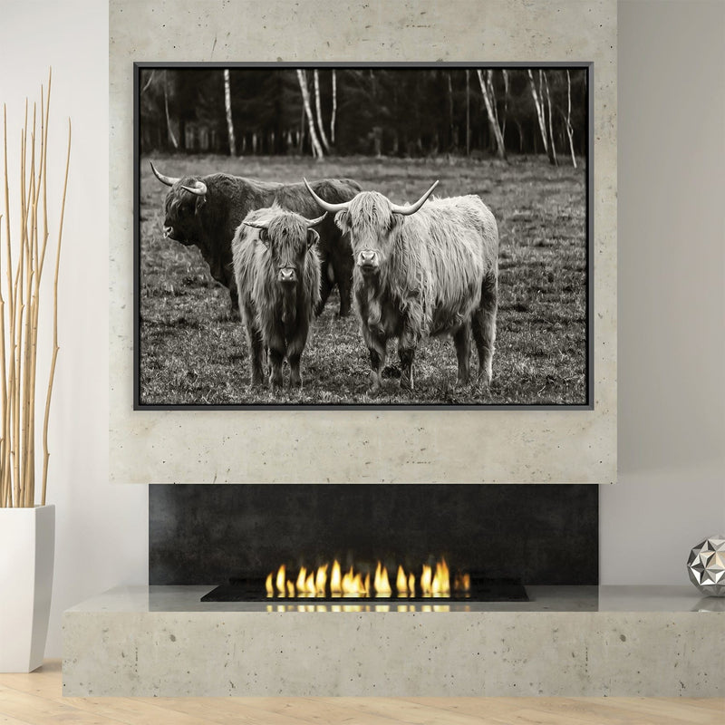 Curious Cows Canvas