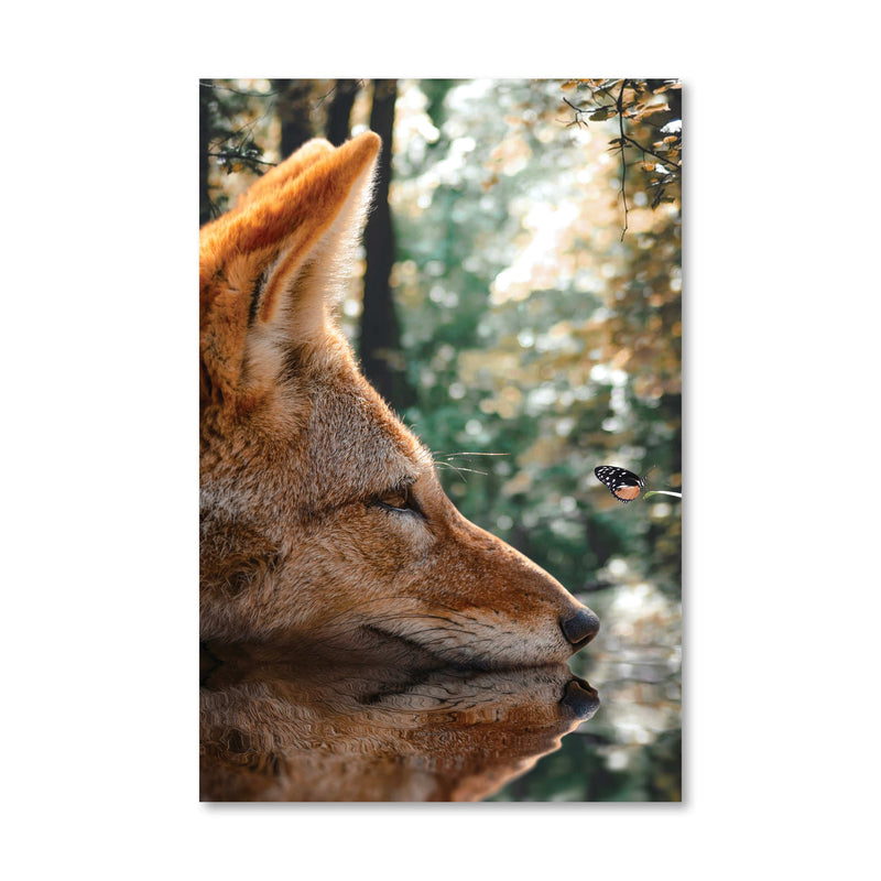 Curious Fox Canvas