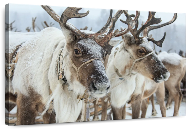 Snow Reindeer Wall Art