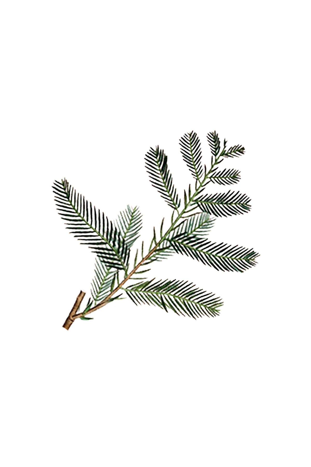 Cypress Essential Oil, photo 2 of 3