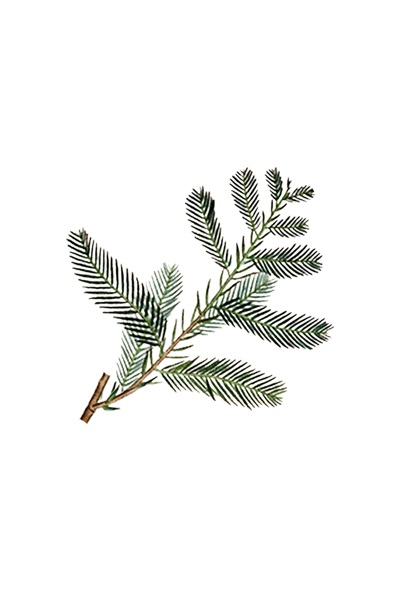 Cypress Essential Oil, photo 2 of 3