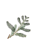 Cypress Essential Oil