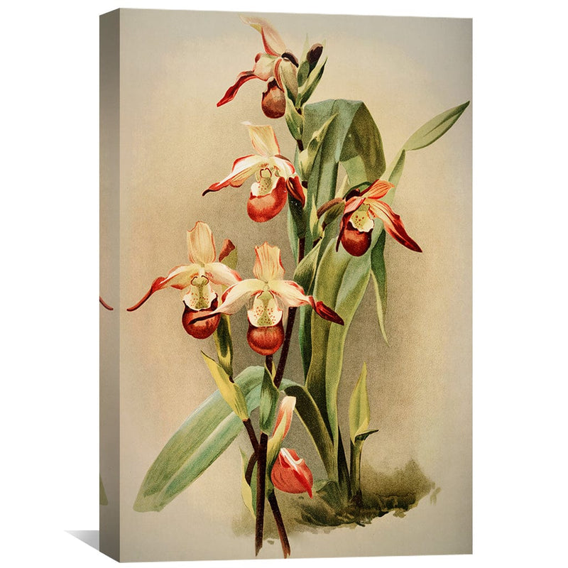 Cypripedium Orchid Canvas