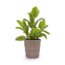 3 Pieces Flowerpot, Planter For Patio, Garden Or Windowsills by HouseOfZazla