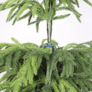 5FT Artificial Real Touch Norfolk Pine Tree - Potted Plants