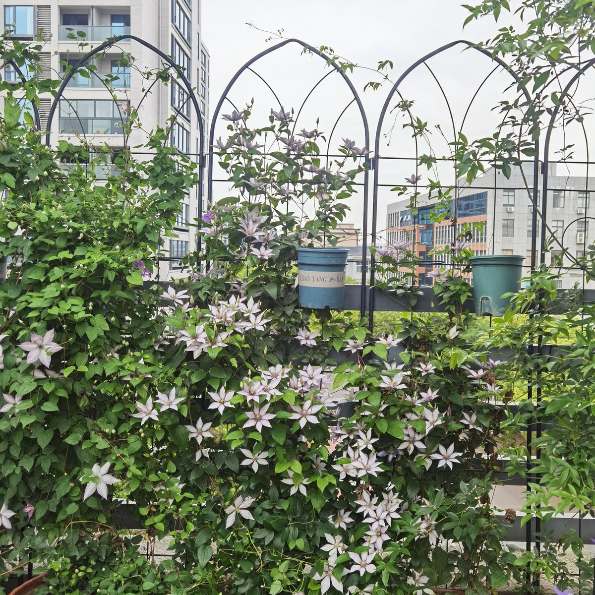 2 Pack Metal Garden Trellis 78.7" x 19.7", photo 3 of 10