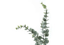 44" Tall Artificial Eucalyptus Plant with Black Pot by HouseOfZazla