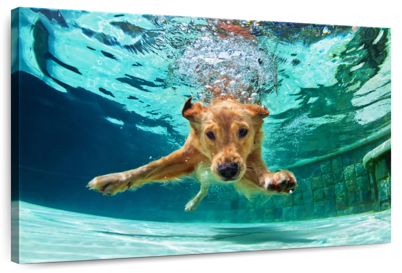 Diving Golden Retriever Wall Art