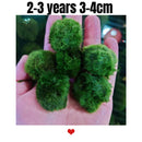 Marimo Moss Balls For Aquarium 2-3 Year 3-4cm Moss Balls: 5/10/20/50PCS Kokedama Japanese Algae Ball Wholesale