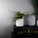 Daisy Rainbow Planter