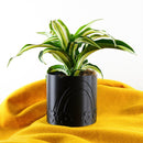 Daisy Rainbow Planter