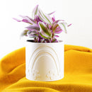 Daisy Rainbow Planter