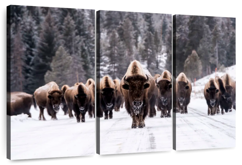 Bison Herd In Winter Wall Art