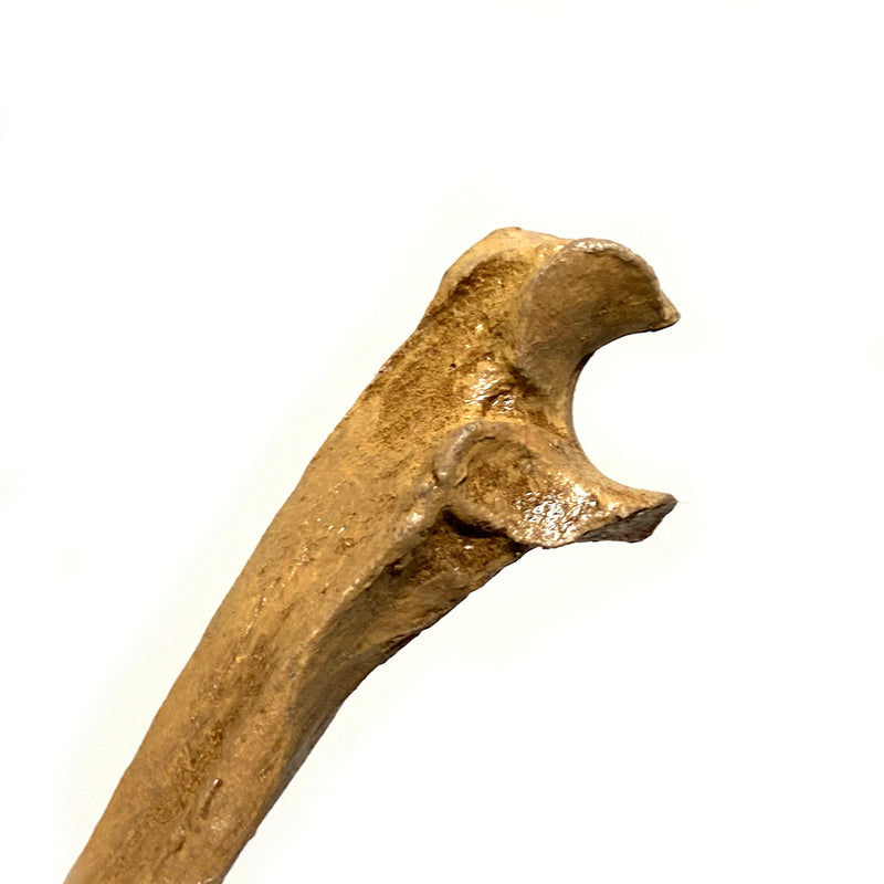 Realistic Ulna Bone Lightweight Rigid Foam - Clean, photo 4 of 4