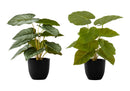 13" Tall Artificial Epipremnum Plants Set of 2 by HouseOfZazla