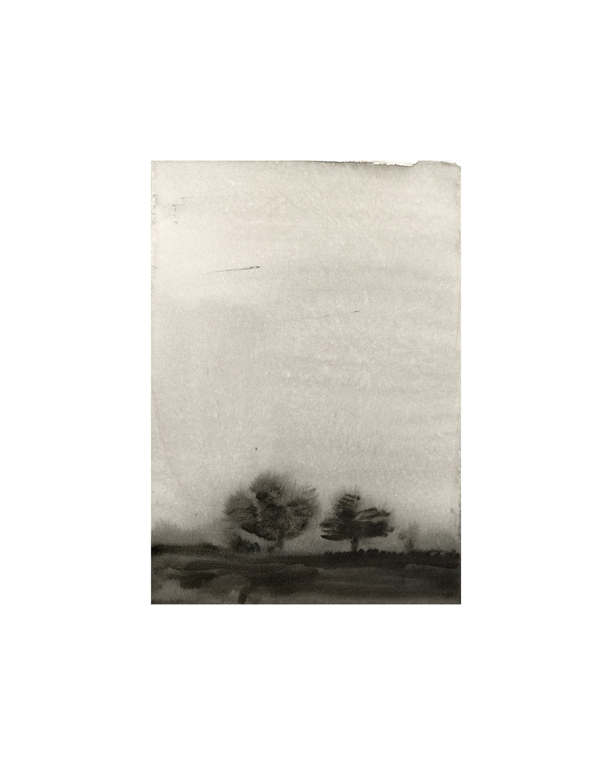 Trees In The Mist, photo 4 of 11