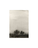 Trees In The Mist