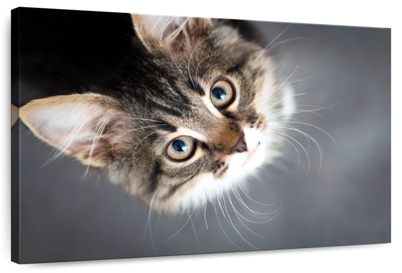 A Cat Wall Art