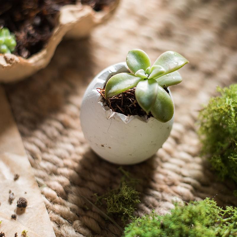 Decorative Eggshell Style Cement Planter