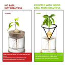 GobekUsa 3-Piece Clear Glass Hydroponic Avocado Planting Set
