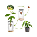 GobekUsa 3-Piece Clear Glass Hydroponic Avocado Planting Set