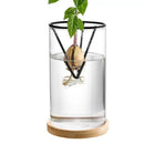 GobekUsa 3-Piece Clear Glass Hydroponic Avocado Planting Set