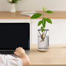 GobekUsa 3-Piece Clear Glass Hydroponic Avocado Planting Set