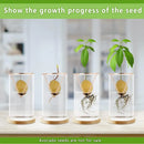 GobekUsa 3-Piece Clear Glass Hydroponic Avocado Planting Set
